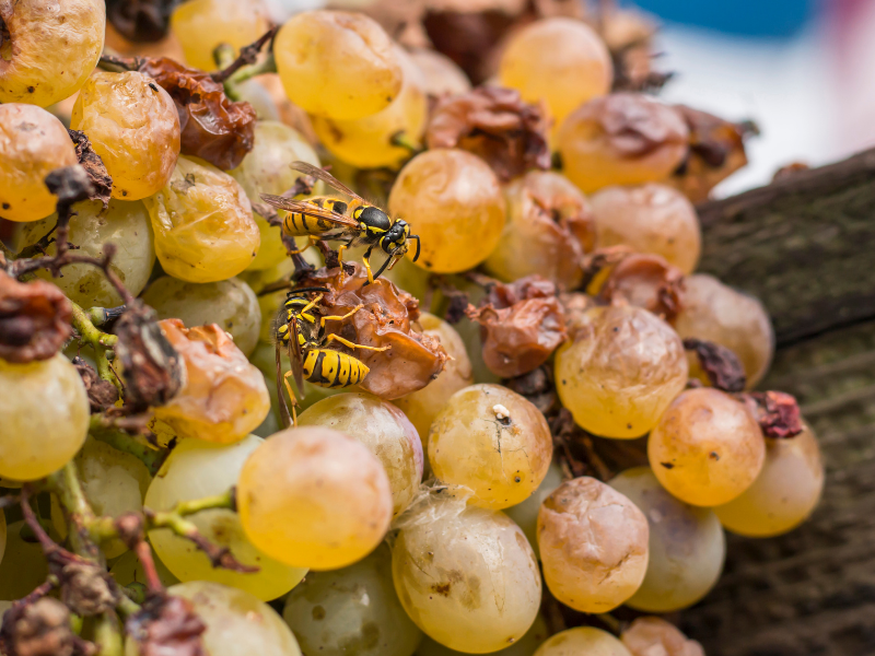 13 Creative Things to Do with Overripe Grapes