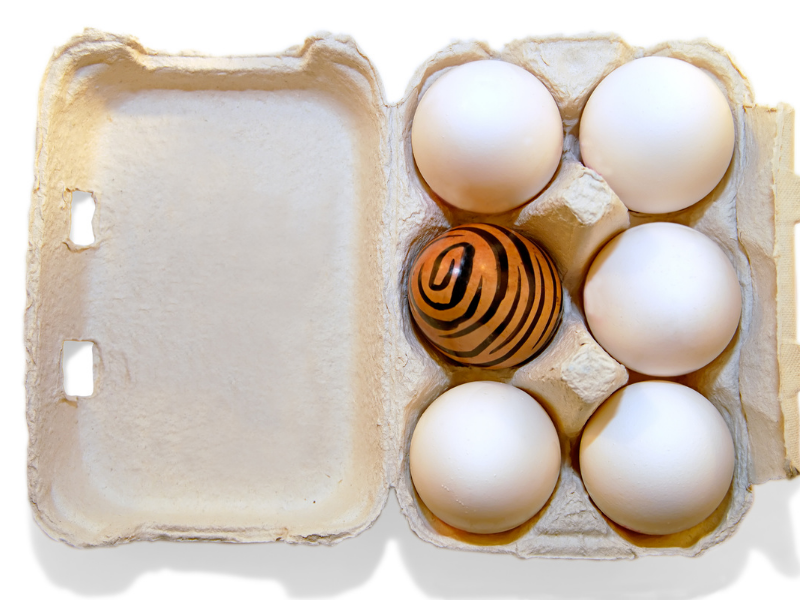 Egg Carton