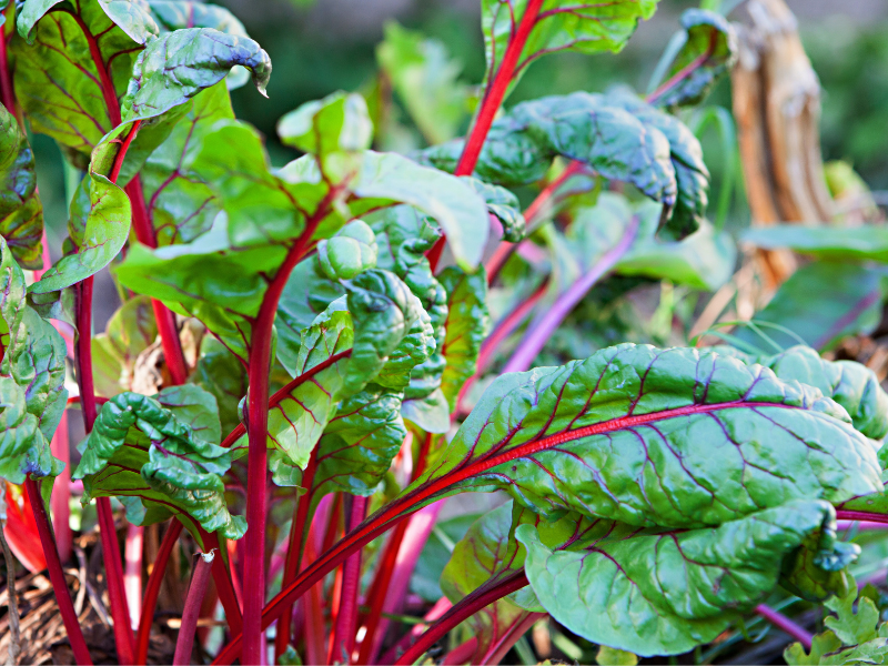 Simple Steps to Freeze Your Swiss Chard