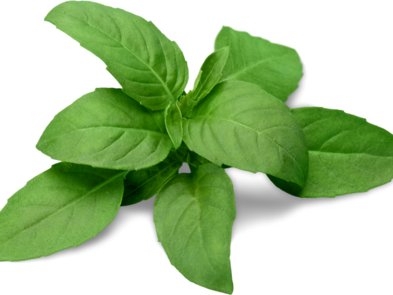 tips-to-keep-your-cut-basil-fresh-test-food-kitchen