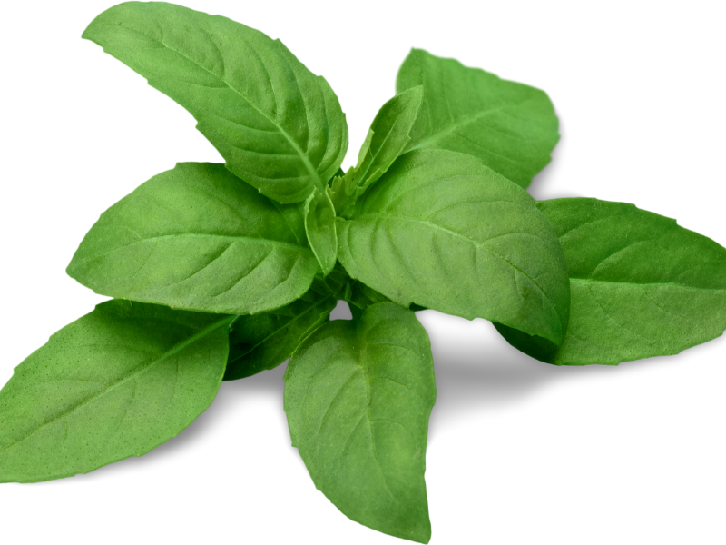Tips to Keep Your Cut Basil Fresh